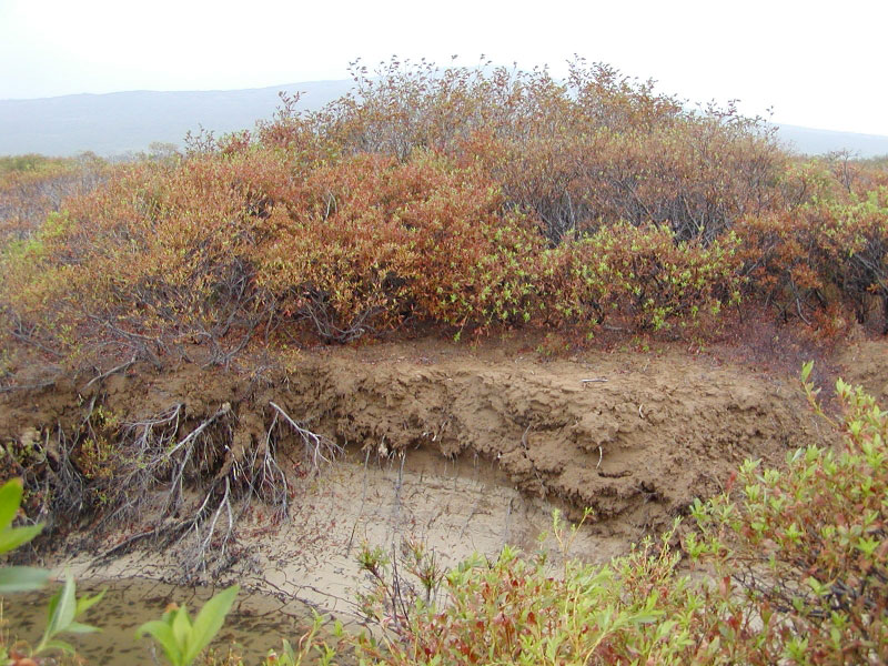 The top brown layer of mud along Indecision Creek was deposited as flood waters receded following the acidic crater lake flood, summer 2005.