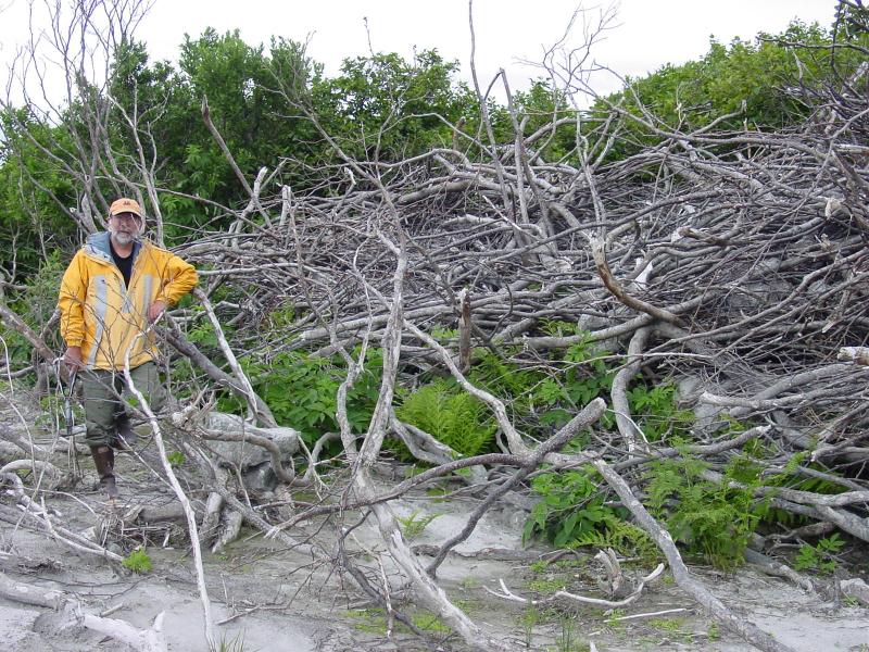 Augustine Field work, August, 2006. Dr. Jim Beget (AVO-UAF) next to tangled branches deposited on lahar margins, northern area.
