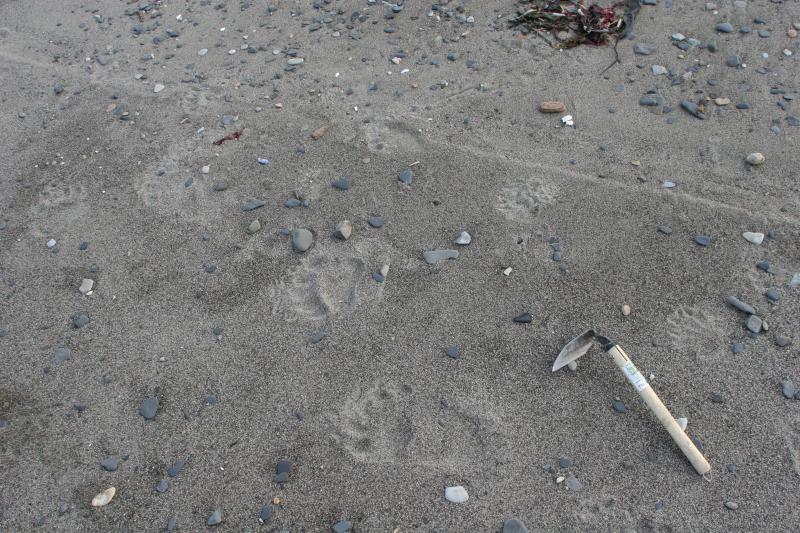 Fourpeaked area field work, 14-15 October, 2006. Bear footprints on beach, north Hallo Bay area.