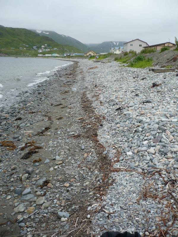 Discontinuous swashes of pea to gravel size brown pumice most likely from July 12 Okmok eruption ashore on Front Street Beach across from the Orthodox Church in Unalaska.  Pumice fragments exhibit color variation from light to dark brown (exterior to interior), quite typical of Okmok post caldera scoria sampled from the tuff cones; plag-phyric, scoriaceous , equant to disc shaped, slightly rounded from the ocean voyage.  