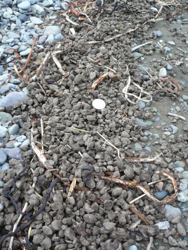 Discontinuous swashes of pea to gravel size brown pumice most likely from July 12 Okmok eruption ashore on Front Street Beach across from the Orthodox Church in Unalaska.  Pumice fragments exhibit color variation from light to dark brown (exterior to interior), quite typical of Okmok post caldera scoria sampled from the tuff cones; plag-phyric, scoriaceous , equant to disc shaped, slightly rounded from the ocean voyage.  