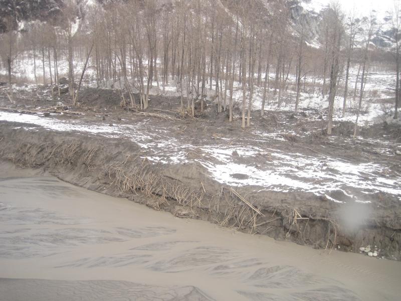 Lahar and flood deposits in the Drift River valley from the April 4, 2009 eruption of Redoubt Volcano.  The location is on the north side of the valley where the Drift River lobe of Double Glacier enters the valley, about 14 km (8.7 mi) downstream from the terminus of the Drift glacier.  The flow ran up onto, and through low points on the terminal moraine shown above.  High water mark on the trees was 10 m (33 ft) above the active channel, though average flow depths were estimated to have been 2&acirc;€“5 m (6.6&acirc;€“16.4 ft) (Waythomas and others, in press).  Photograph by Willie Scott, CVO/USGS, April 17, 2009.