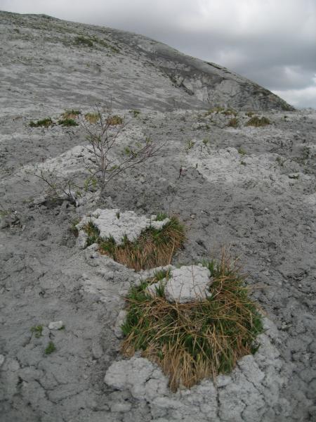 Grass tussocks seem to have an advantage over other low, creeping, tundra plants when it comes to surviving an eruption.  Near the GPS site RNE, to the north of Redoubt volcano, two inches of ash and tephra cake the ground surface. Unless additional rainfall or snowmelt erodes the ash and exposes the tundra, many plants will not survive this kind of burial.  Fireweed can be seen bursting through cracks in the ashcover in the background.  ***AVO research technician Max Kaufman took these images during 3 days of campaign GPS work on and around Redoubt volcano: June 6,8,10 2009.