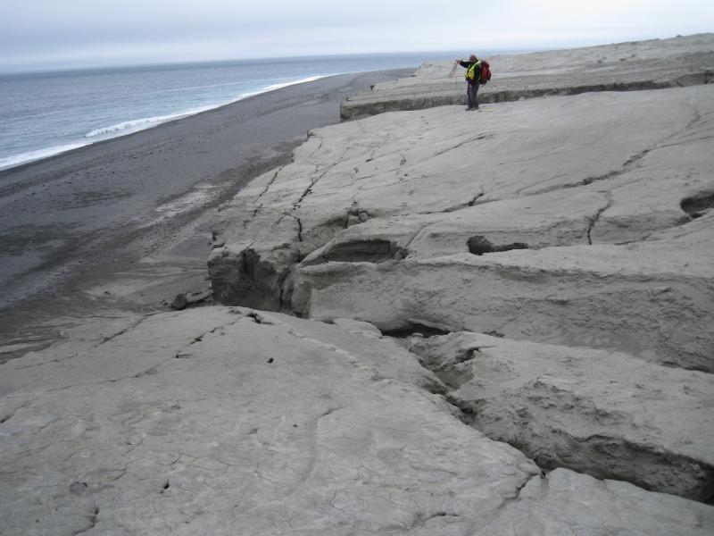 Chris Nye measuring height of cliff eroded into Kasatochi 2008 deposits. Note tension cracks parallel to cliff face.