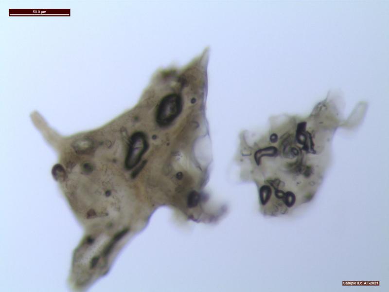 Transmitted-light photomicrograph of ash erupted from Pavlof volcano, collected in Sand Point on the night of 5/18 to 5/19, 2013 by Sand Point resident Kathleen Harper. The ash is composed almost exclusively of juvenile vesicular glassy particles with few crystals. 