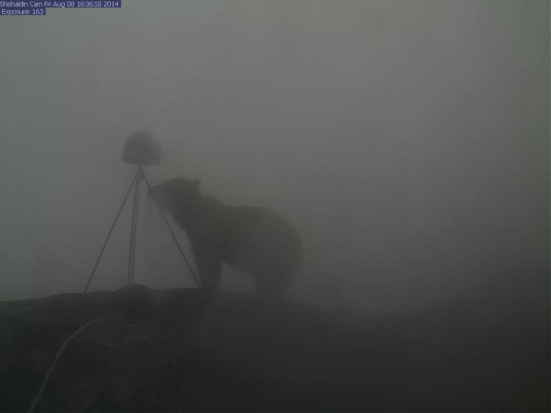 A bear checks out the GPS antenna in front of the Shishaldin webcam.