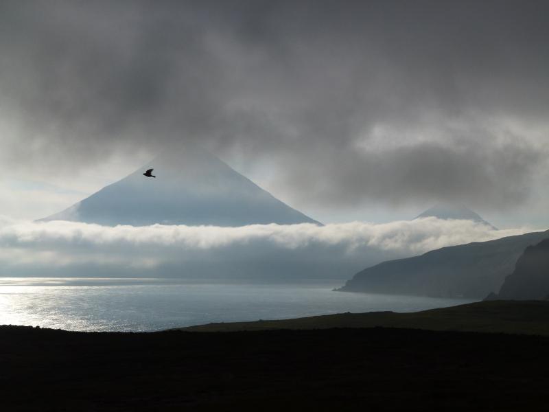 Seabird between cloud layers, the summits of Cleveland and Carlisle volcanoes in the distance.  Photographs from fieldwork in the Islands of Four Mountains, July and August 2014.