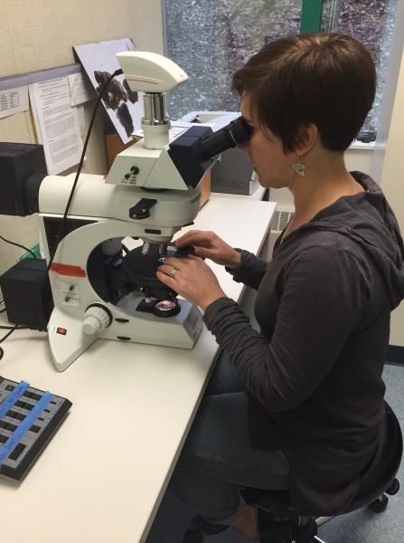 AVO geologist Kristi Wallace looking at Pavlof volcanic ash using a petrographic microscope.