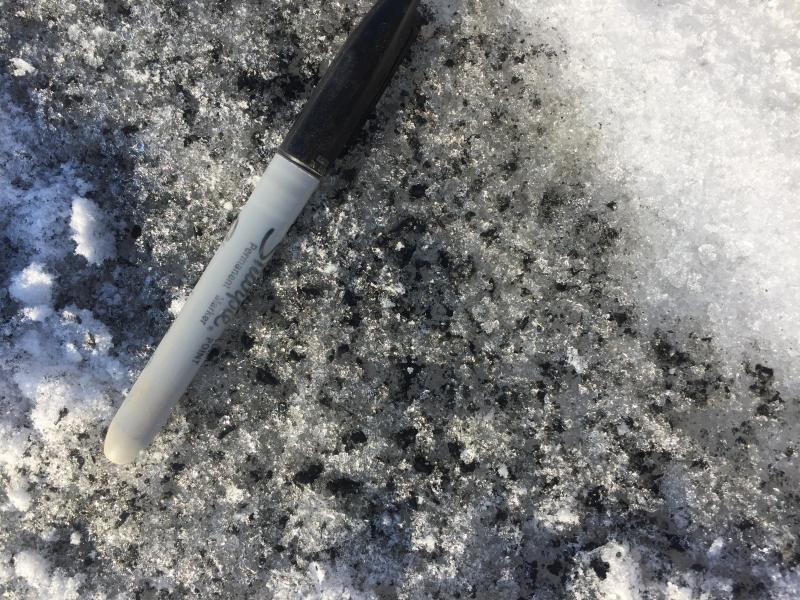 Photo showing the Bogoslof ashfall deposit from 31 January 2017 as seen on 19 February during a sampling expedition on the west side of Unalaska Island.  Wind and exposure to sunlight since the ashfall event has caused the ash to be encased in recrystallized firn snow. Samples were collected at nine locations across the island. Only trace amounts of ash were found at all sites (trace = less than 1/32 of an inch or less than 0.8 mm).