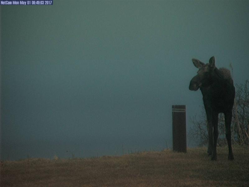 A young moose pauses in view of AVO&#039;s Augustine-Homer webcam early on Monday, May 1, 2017. 