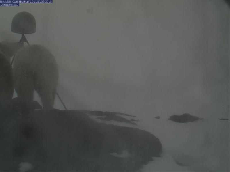 Well, hello!  Grizzly bears are out and about, inspecting AVO&#039;s equipment at Shishaldin volcano.