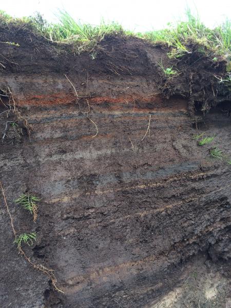 Tephrostratigraphic work at Pavlof Volcano, July 2018. This station (18JFLPV041) is approximately 20 km north of Pavlof, in a stream cutbank exposing peat intercalated with tephra deposits. 