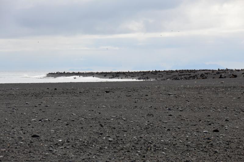 Day 2 of Bogoslof field work. View of southern beach point taken from eastern beach. Fur seals visible all over point.