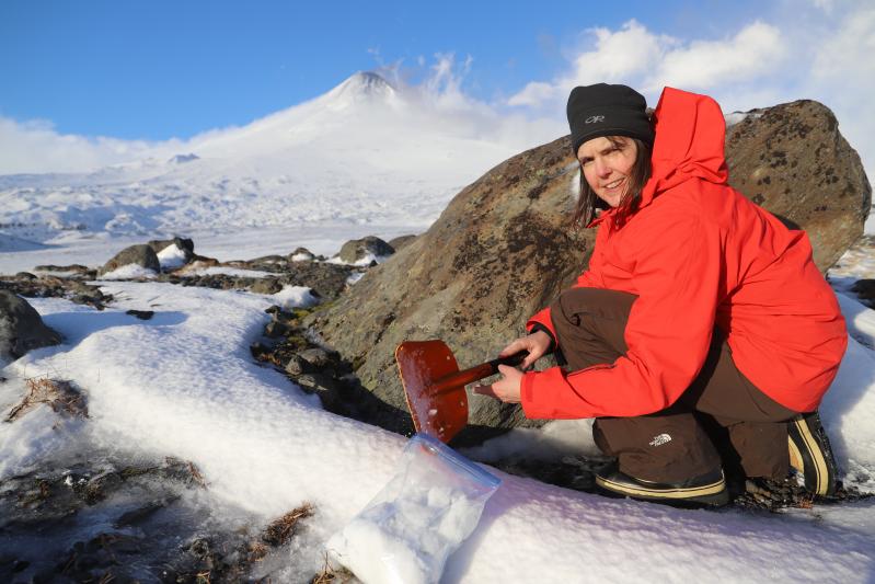 Geologist Janet Schaefer (AVO/DGGS) collects an ash sample in the snow from the Dec. 12 eruption of Shishaldin volcano. 
SE flank of Shishaldin volcano; station 19SHJRS002.