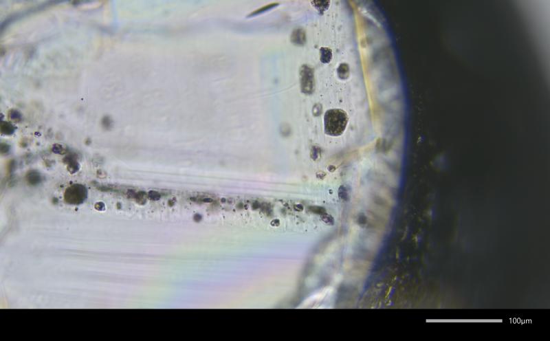 Photomicrograph of crystallized melt inclusion assemblage in plagioclase from Mount Edgecumbe scoria sample 81ARj73A. Crystal picked from 250-500 &micro;m size fraction.