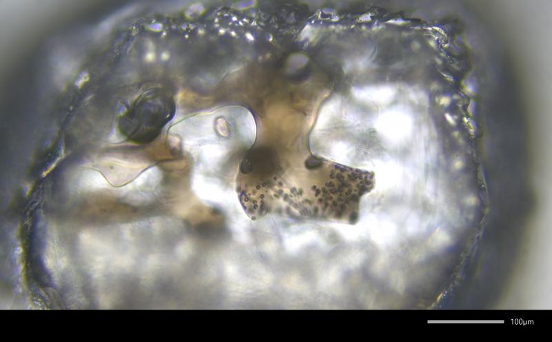 Photomicrograph of irregularly-shaped, brown, vesiculated embayment from Mount Edgecumbe dacite sample 81ARj75A. Crystal picked from 250-500 &micro;m size fraction.