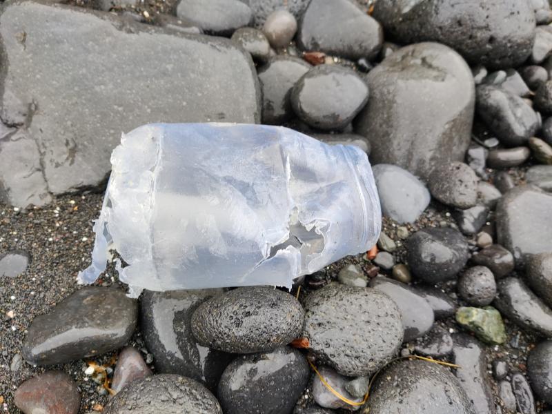 Evidence of bear activity on a beach on the SE side of Kruzof Island. A piece of plastic trash that has been chewed on. Taken during fieldwork at Mount Edgecumbe in May 2024.