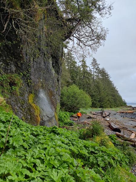 AVO field workers examine a lava flow that forms a cliff on a beach (complete with waterfall) on the east side of Kruzof Island. Taken during fieldwork at Mount Edgecumbe, May 2024.