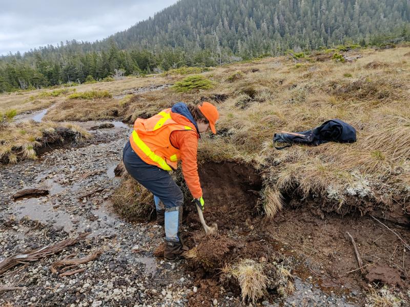 AVO/USGS geologist Michelle Coombs uses a shovel to expose layers of tephra and peat in a bog on the west side of Kruzof Island. Taken during fieldwork at Mount Edgecumbe, May 2024.