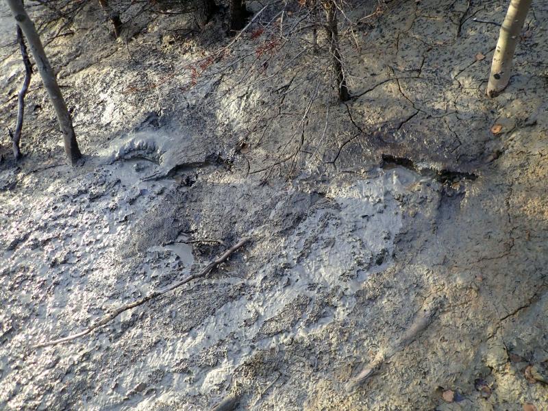 Bubbling mud at Shrub mud volcano, within the Klawasi Group mud volcanoes east of Glennallen and near Mount Drum. Photo taken September 26, 2024, by Max Kaufman, AVO-UAFGI.