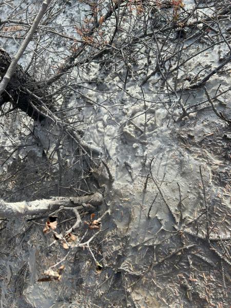 Shrub mud volcano with mud springs, September 2024. Photo by Mitch Mitchell, AVO-DGGS.