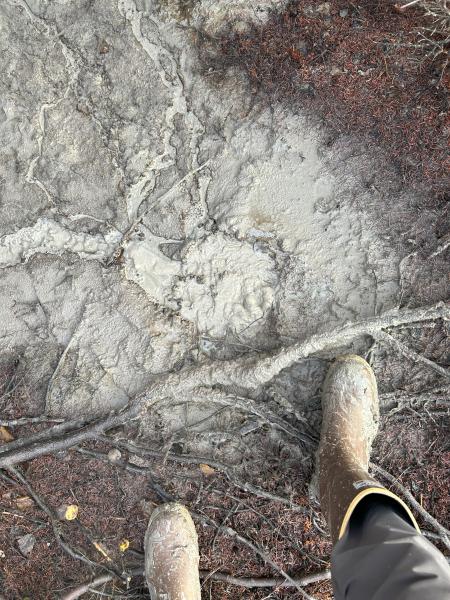 Shrub mud volcano with mud springs, September 2024. Photo by Mitch Mitchell, AVO-DGGS.