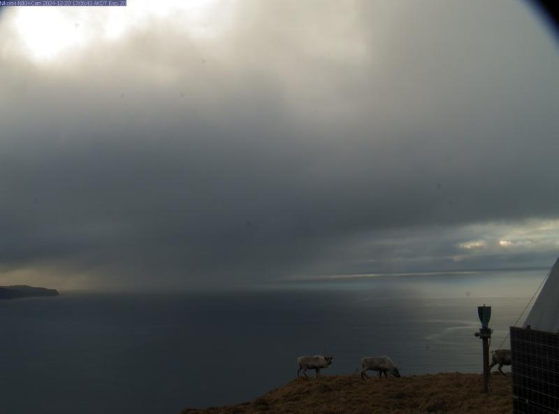 Three caribou of Umnak Island spotted from the webcam at monitoring station NIKH near Nikolski on December 20, 2024.