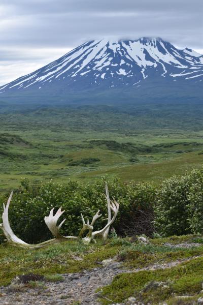Caribou skull in front of Mount Peulik viewed from station PLK1.